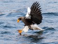 thumbnail Fishing in full flight