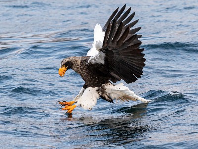 puzzle model Fishing in full flight