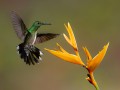 thumbnail Bird and yellow flower