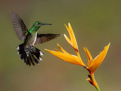 puzzle model Bird and yellow flower