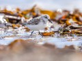 thumbnail Oiseau dans les algues