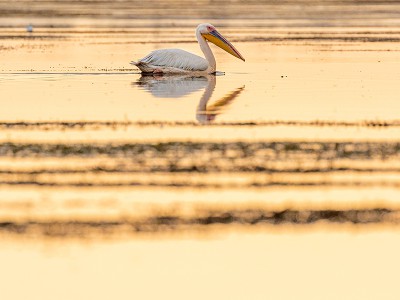 puzzle model Pelican at sunset
