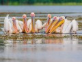 thumbnail The pelican family