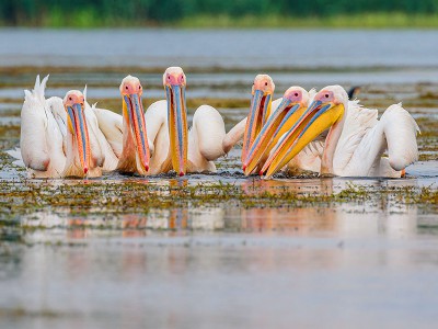 puzzle model The pelican family