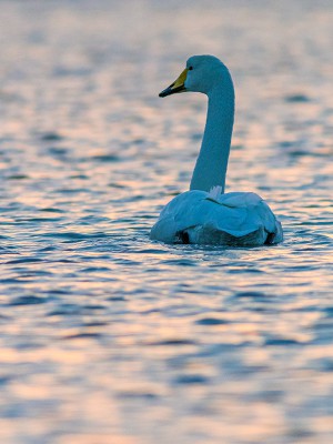 puzzle model Swan at sunset