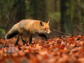 thumbnail Autumn fox