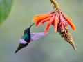 thumbnail Purple bird and orange flower