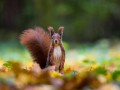 thumbnail Squirrel on the move