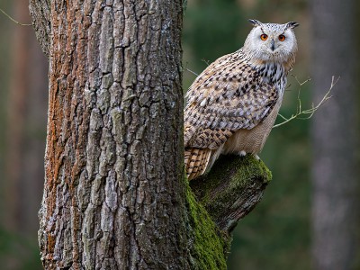 puzzle model Le hibou blanc