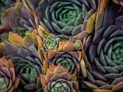 puzzle model Artichokes