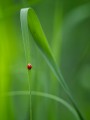 thumbnail A ladybug