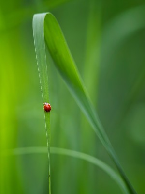 puzzle model A ladybug