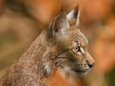 puzzle model Portrait of Lynx 1