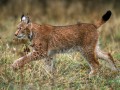 thumbnail Hunting lynx
