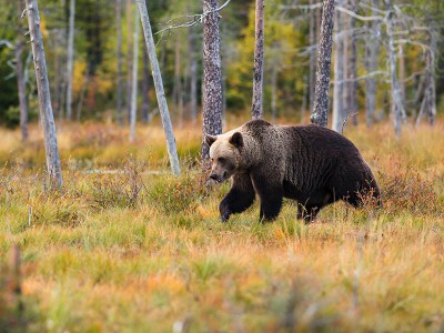 puzzle model Bear in the forest