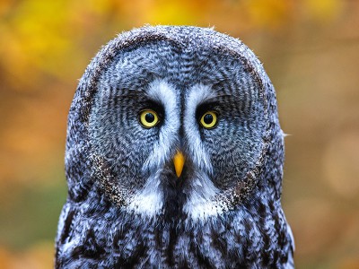 puzzle model Grey owl