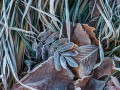 thumbnail Frozen grass