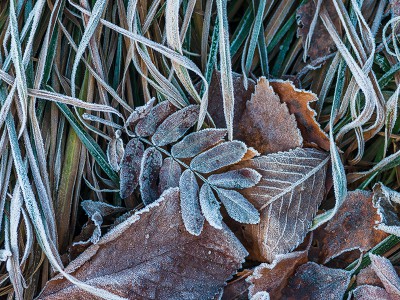 puzzle model Frozen grass