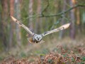 thumbnail Flight in the forest
