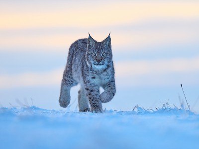 puzzle model Snow Lynx