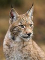 thumbnail Portrait of Lynx 2
