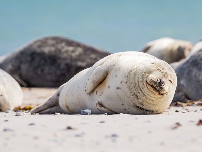 puzzle model The seal's nap