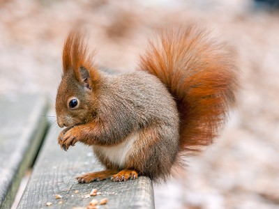 puzzle model Squirrel on a bench