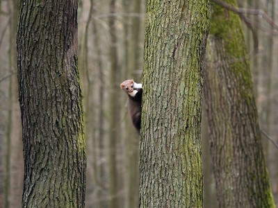 puzzle model Hidden in the forest