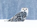 thumbnail Snowy Owl