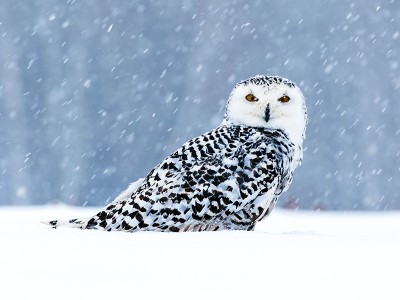 puzzle model Snowy Owl