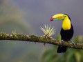 thumbnail Toucan on a tree