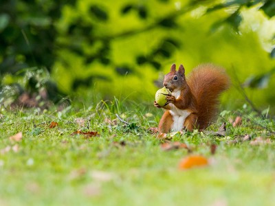 puzzle model Gathering of the squirrel