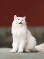 thumbnail White Cat