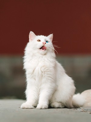 puzzle model White Cat