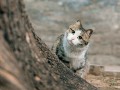 thumbnail Cat on the hunt