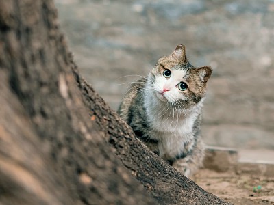 puzzle model Cat on the hunt