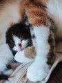 thumbnail Sleeping baby cat
